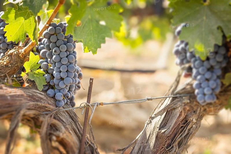 Beautiful lush wine grape in the vineyard