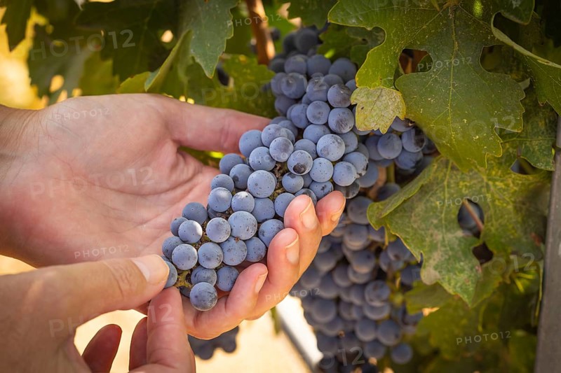 Woman hands hold ripe grapes in vineyard