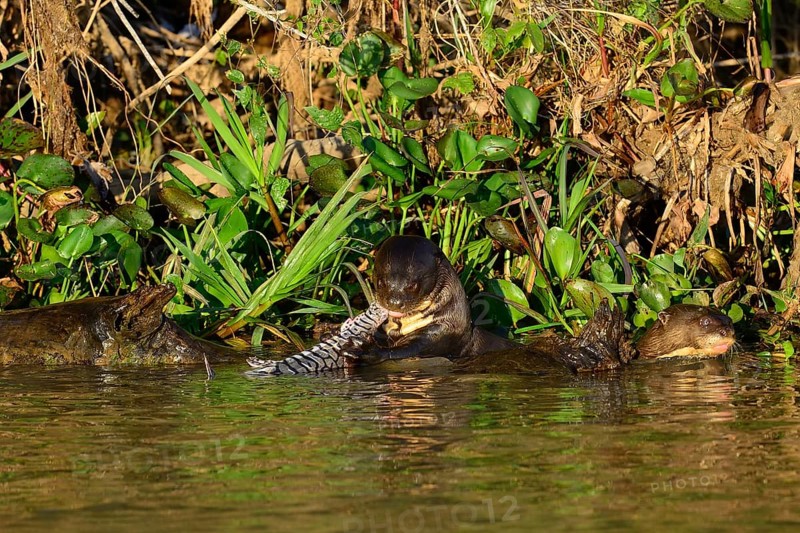 Giant otter