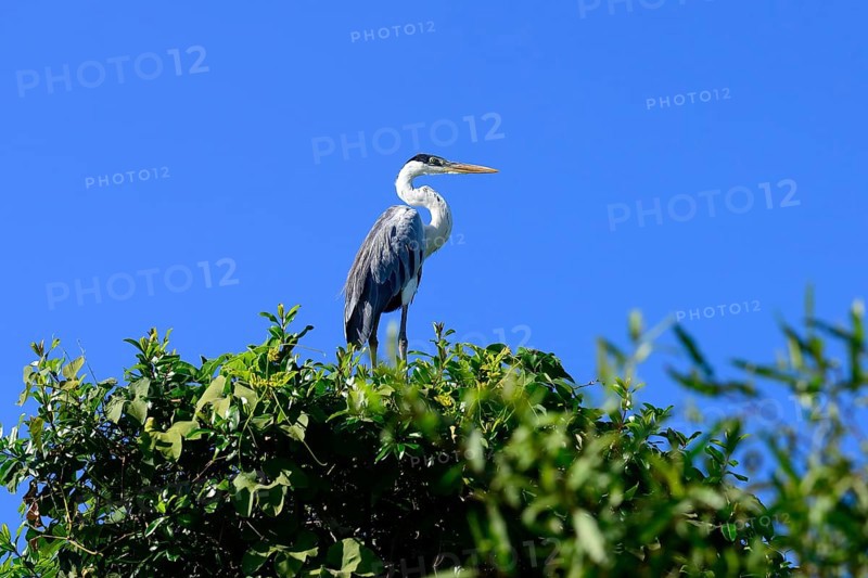 Cocoi heron