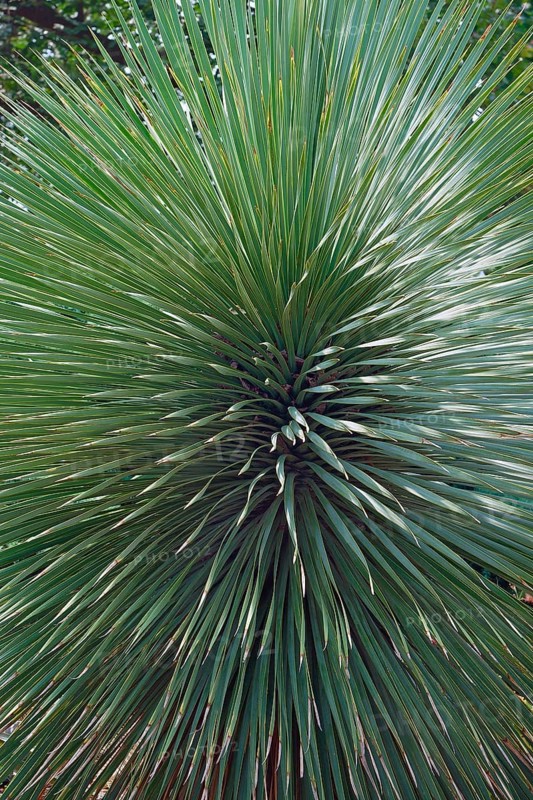 Beaked yucca