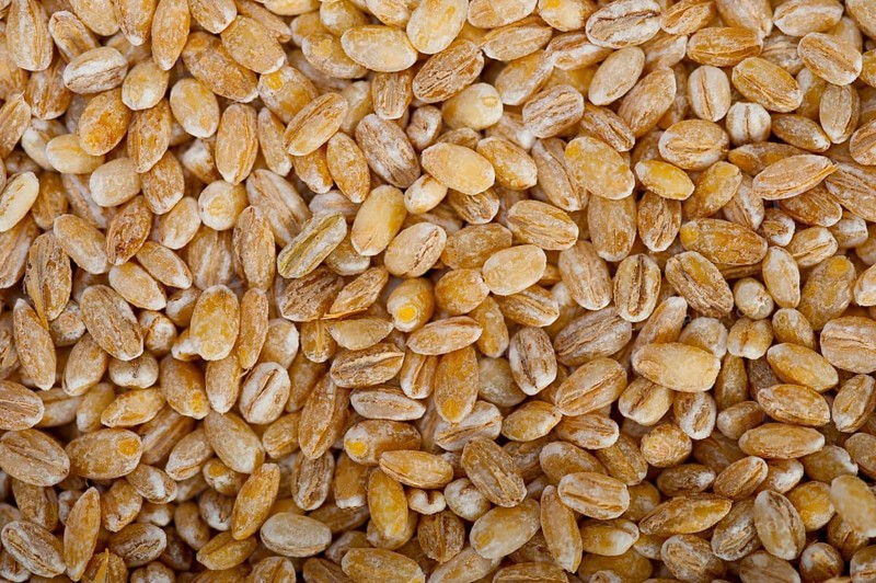 Organic barley grains over rustic wood table macro closeup
