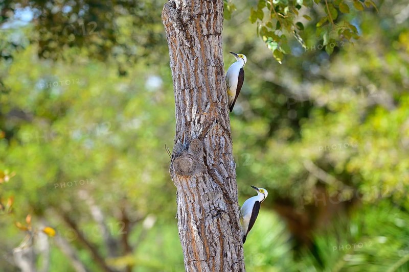White woodpecker