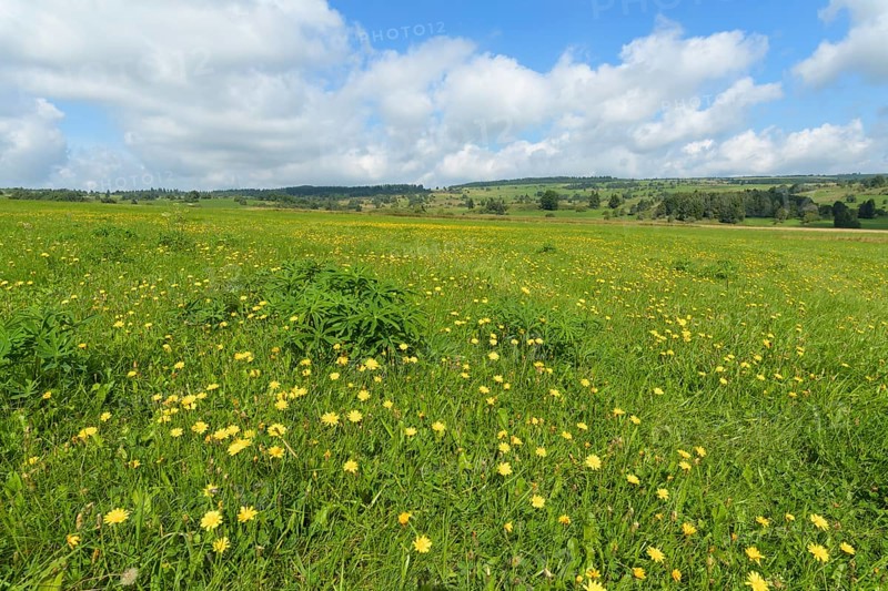 Typical Rhon landscape in summer