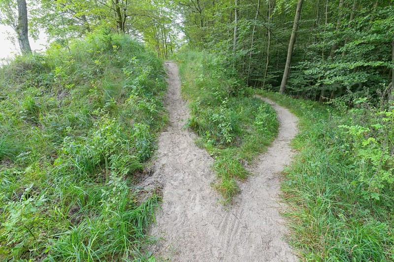 Forked forest path