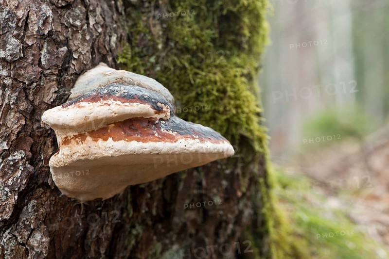 Red banded polypore