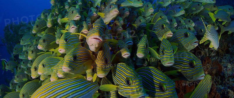 Very big school of Ribboned sweetlips