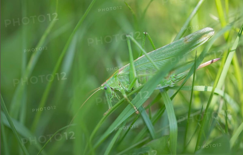 Great green bush cricket