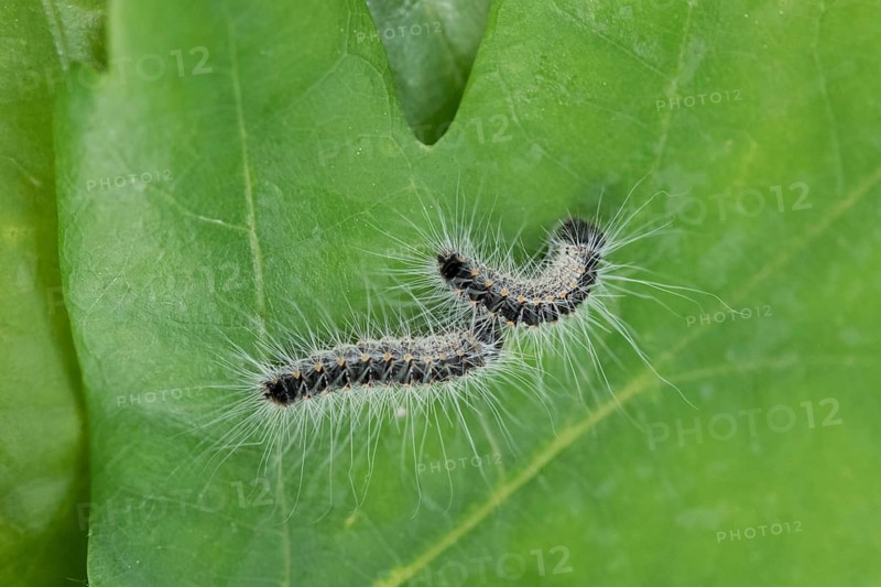 Oak processionary moth