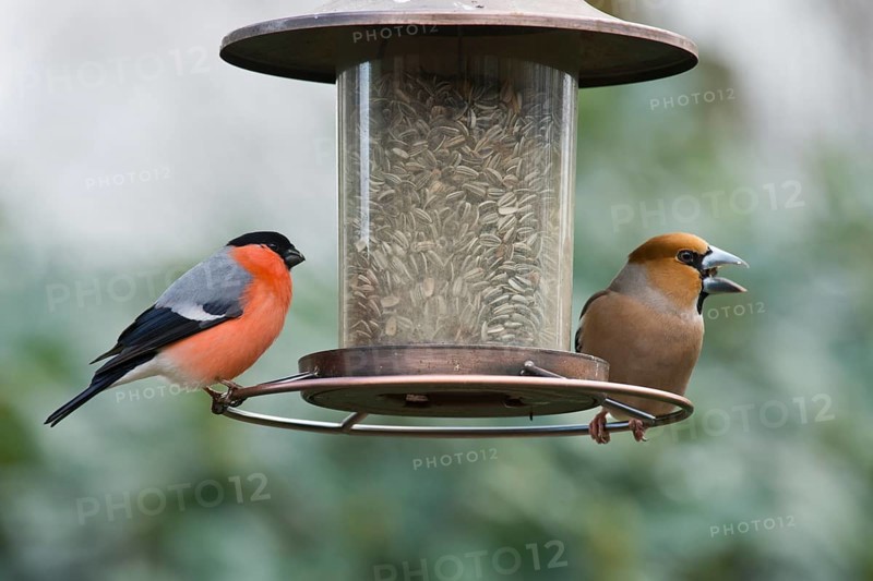 Eurasian bullfinch