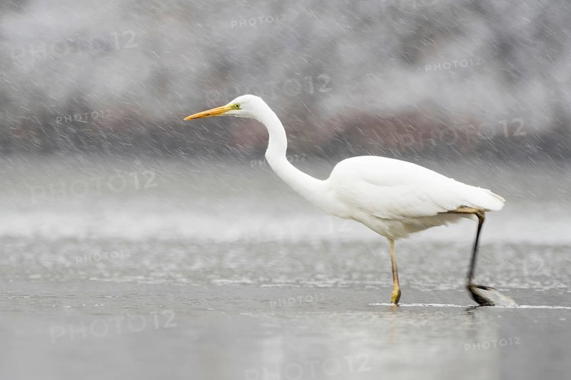 Hunting great egret
