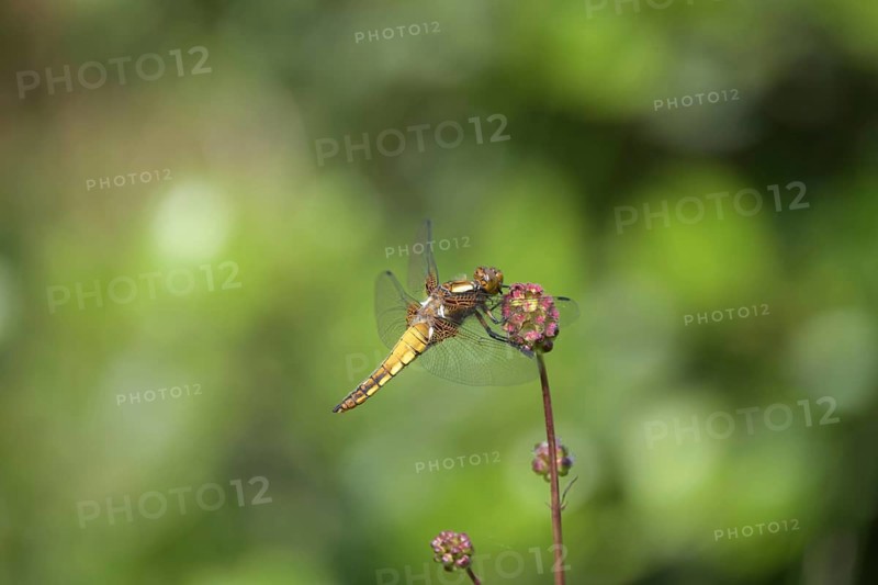 Broad-bodied chaser