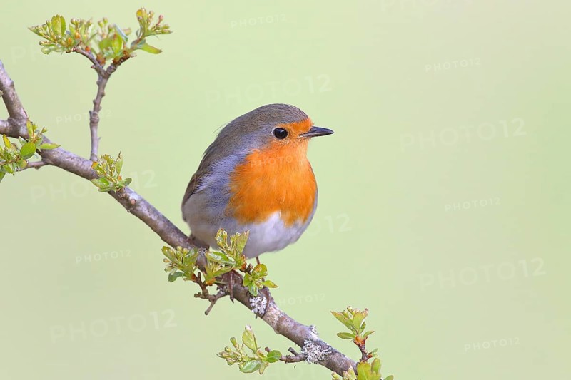 European robin