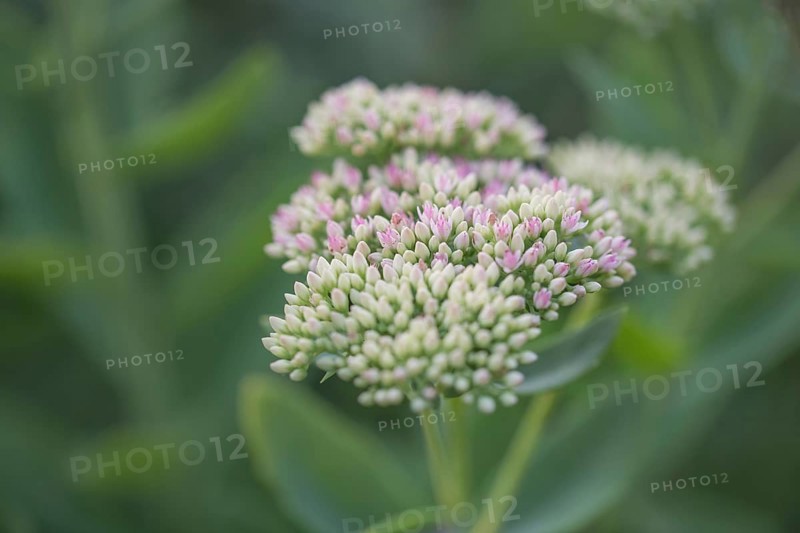 Showy stonecrop
