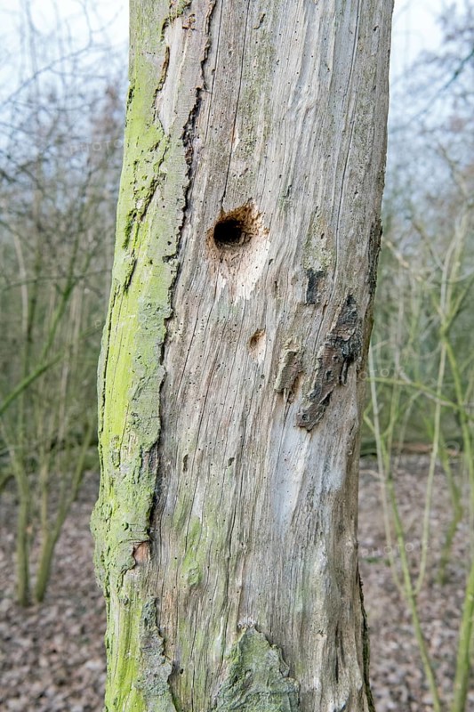 Standing deadwood