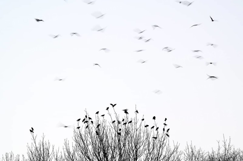 Carrion crow