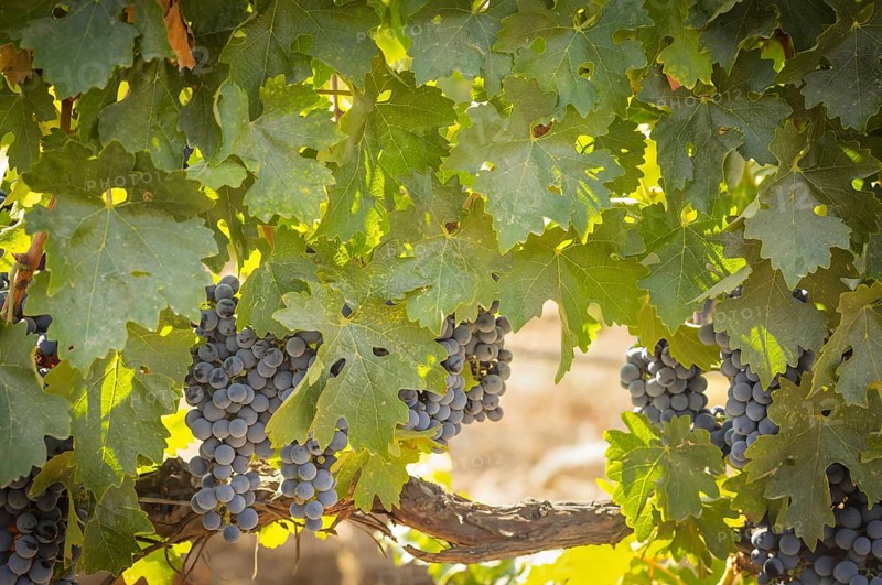 Beautiful lush wine grape in the vineyard