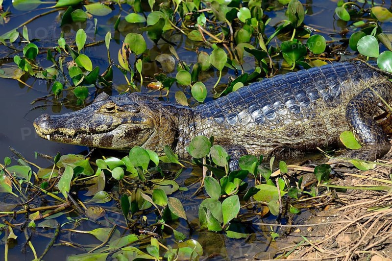 Yacare caiman