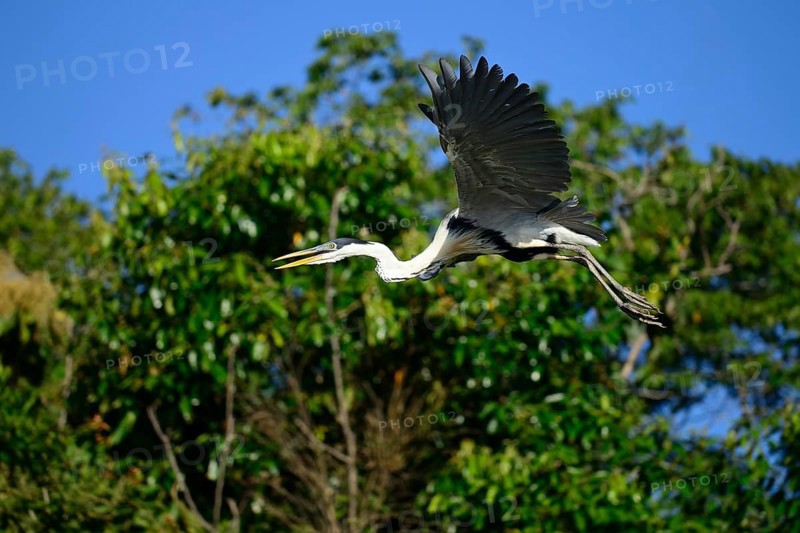 Cocoi heron
