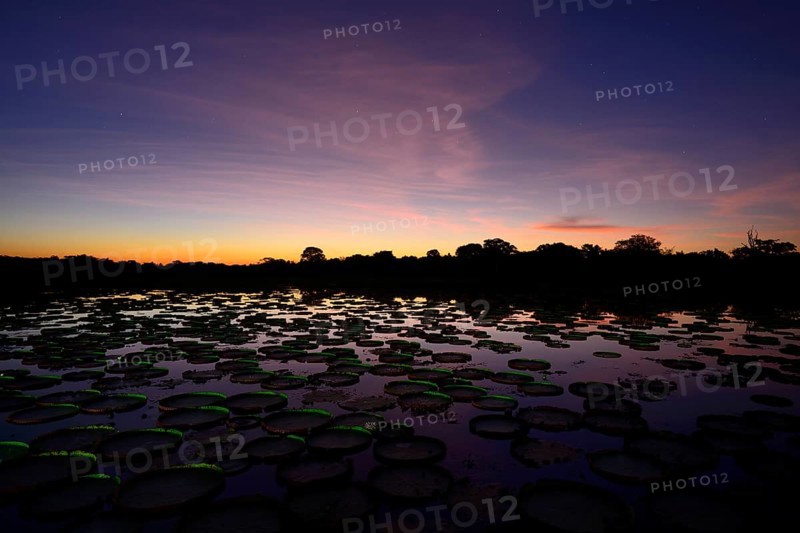 Sunset over a pond with amazon water lily