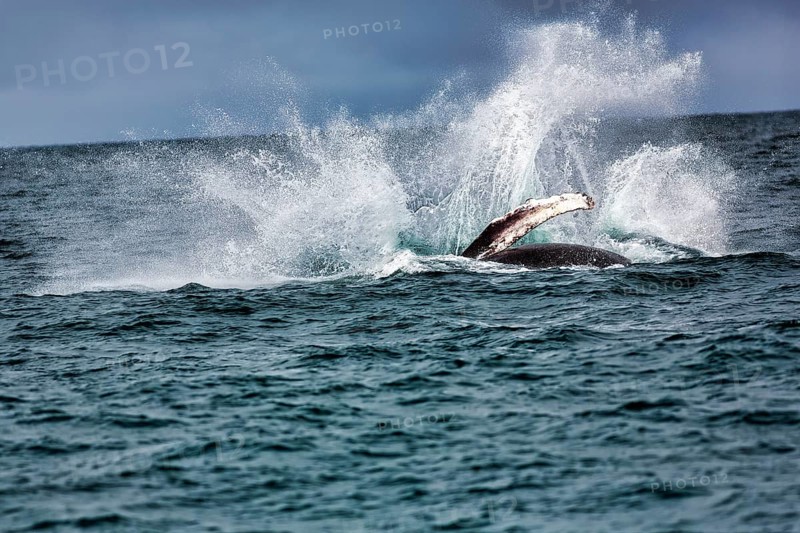Humpback whale