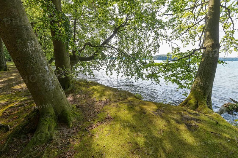 Lakeside in summer