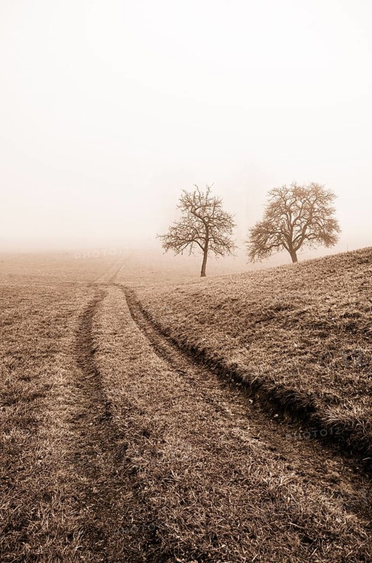 Field path leads through a mown meadow with bare fruit trees