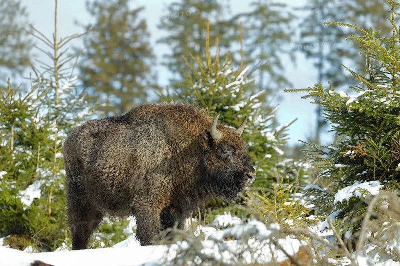 Bison