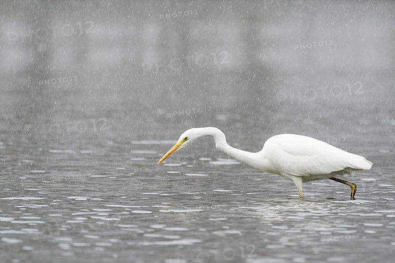 Hunting great egret