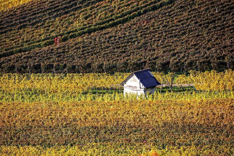 Vineyard