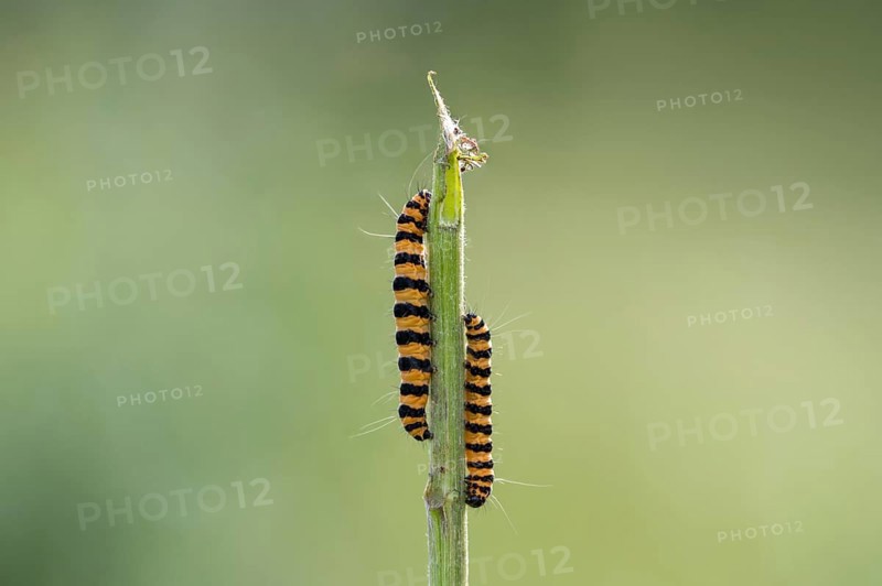 Cinnabar moth