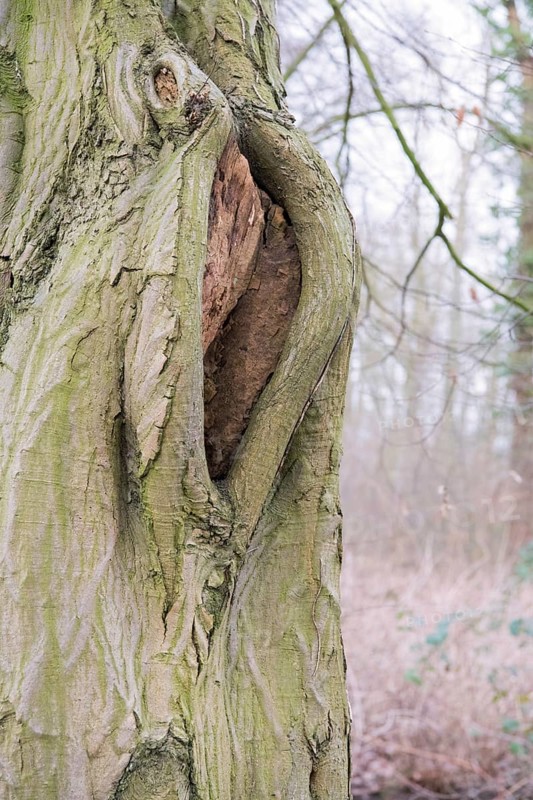 Mulm cavity in old tree
