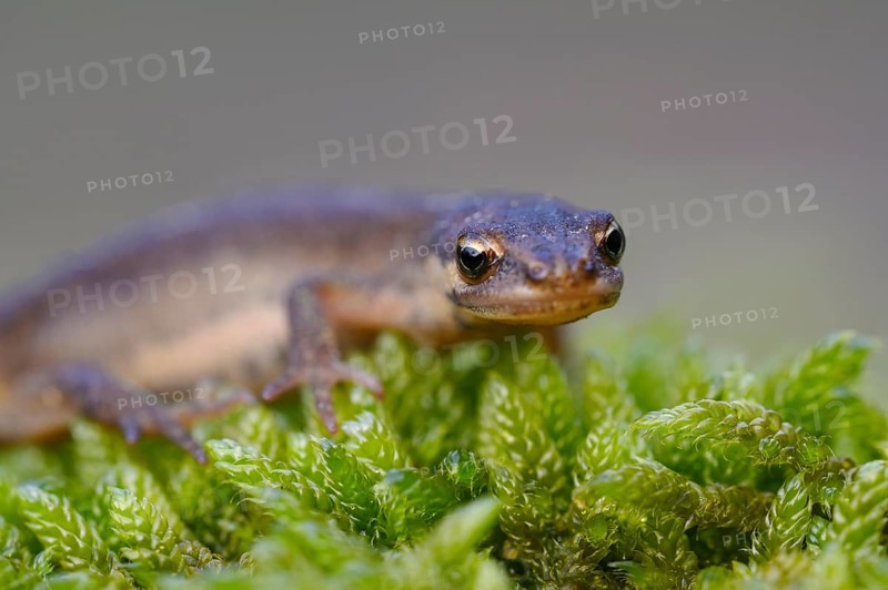 Common newt
