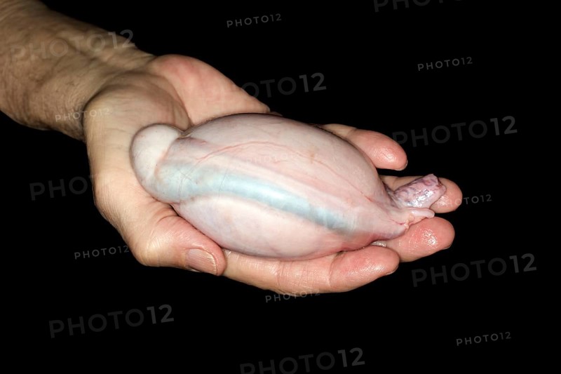 Eine Mann haelt eine frische Lammhode in der Hand