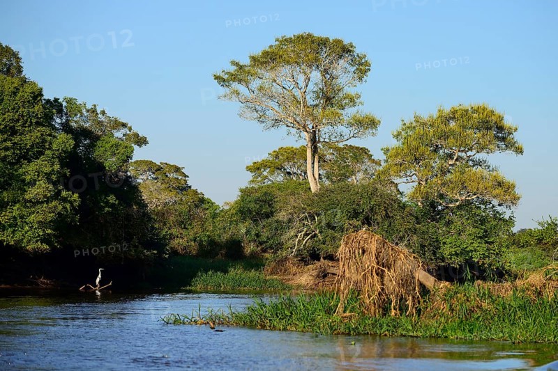 Cocoi heron