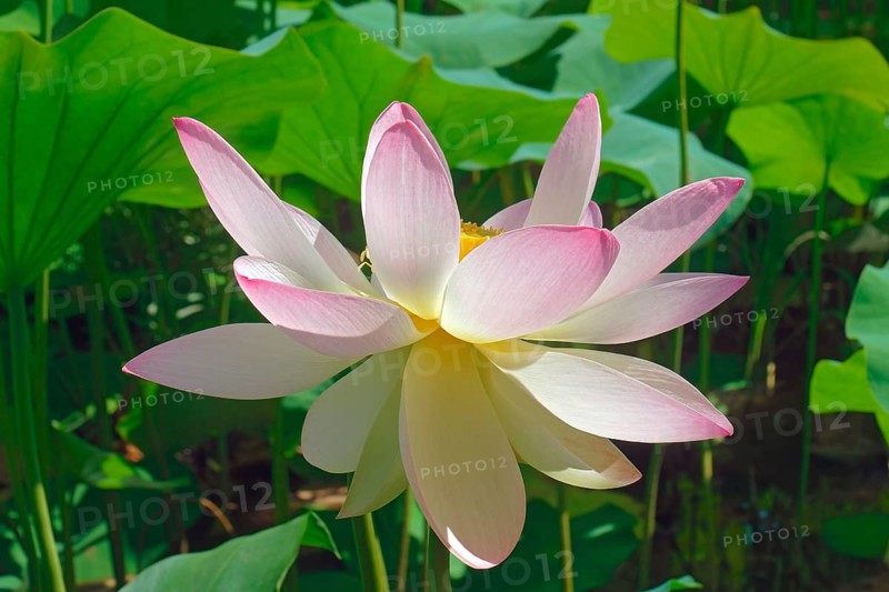 Sacred lotus