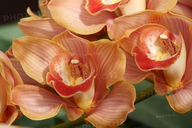 Hybrid Boat orchid