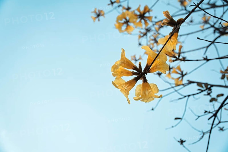 Yellow trumpet tree