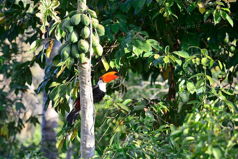Toco toucan