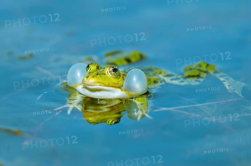 Marsh frog