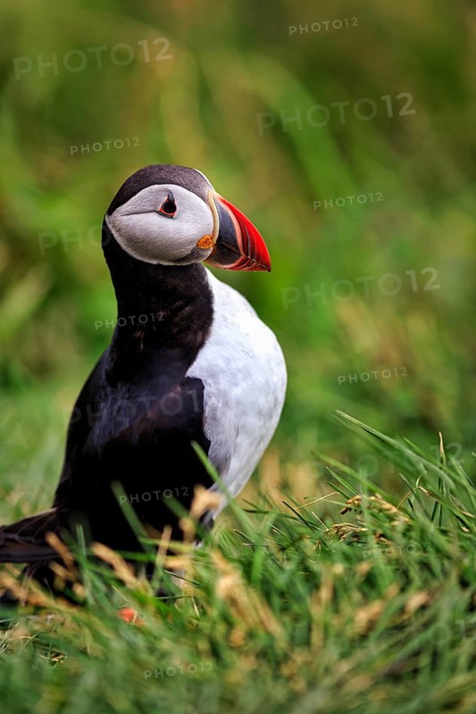 Single puffin