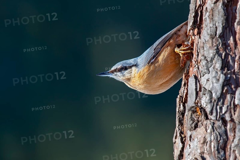 Eurasian nuthatch