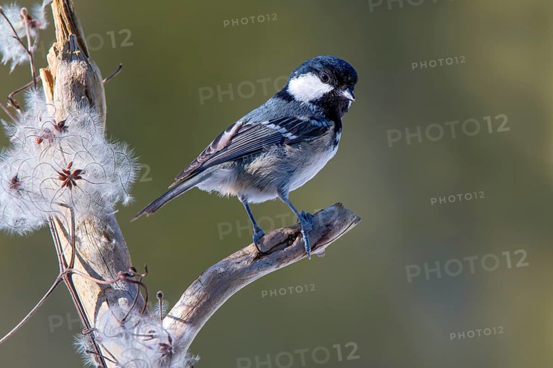 Coal tit