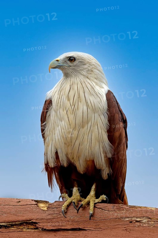 White-headed Kite