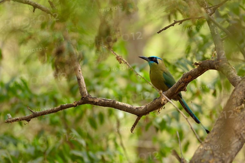 Blue-crowned motmot