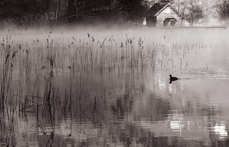 Morning fog with coot in the reed belt of the Irrsee