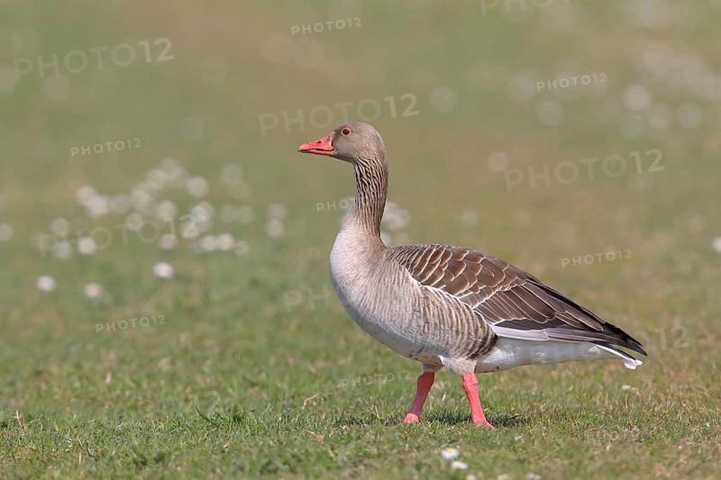 Greylag goose