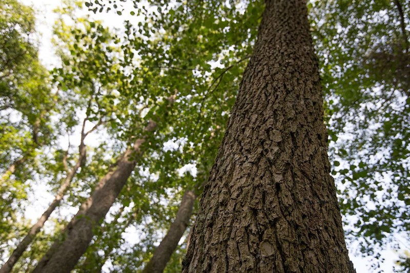 Black alder
