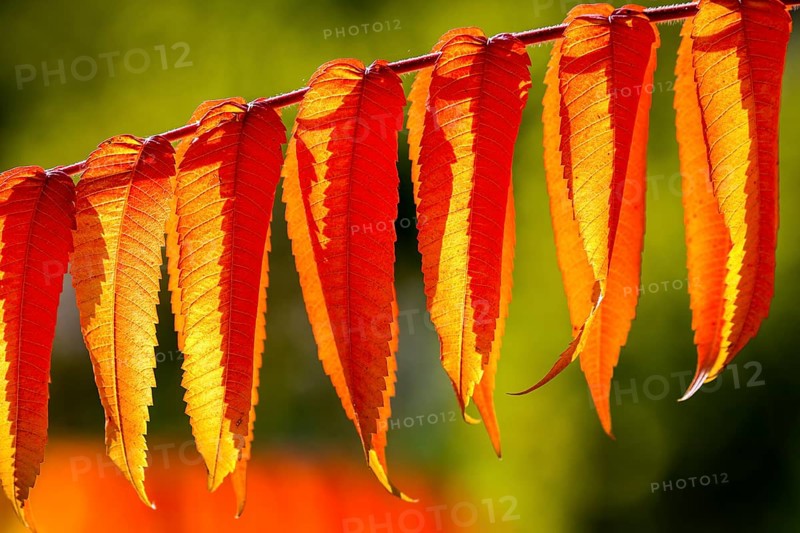 Leaf of the staghorn sumac