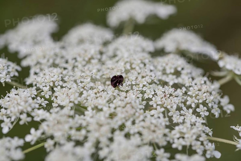Wild carrot